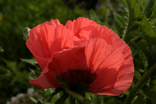 Staudenmohn_sunset_Wasser_Tropfen_rot_grün_makro_900.webp