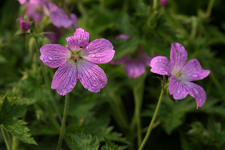 Storchenschnabel_grün_pink gestrichelt_Wasser_Tropfen_makro_900.webp