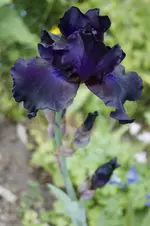 _DSC0505.webp