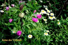 IMG_0732.webp