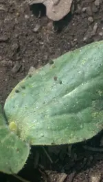 IMAG1153.webp