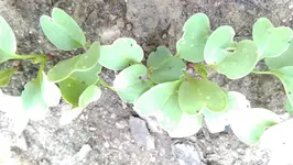 IMAG1164.webp