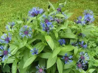 BILD5016.webp