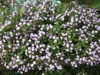 BILD5010.webp