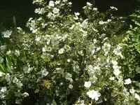BILD5027.webp