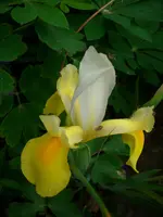 DSCI4035.webp