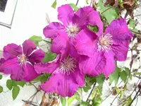 DSCI4038.webp