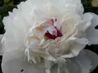 IMG_20160531_172817.webp