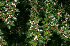 Cotoneaster (1).webp
