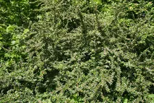 Cotoneaster (3).webp