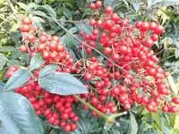 Bilda415.webp