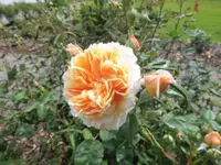 Bilda376.webp