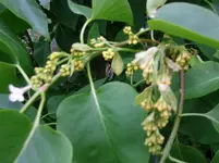 2016-05-31 Fliederblüte krank2.webp