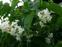2016-05-31 Fliederblüte.webp
