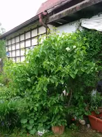 2016-05-31 Flieder gesamt.webp