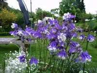 2016-05-31 Akelei Halbrundbeet.webp