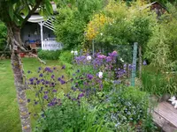 2016-05-31 Akelei2.webp