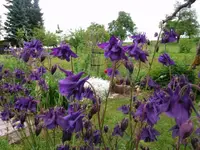 2016-05-31 Akelei1.webp
