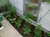 2016-05-31 Tomaten GWH1.webp