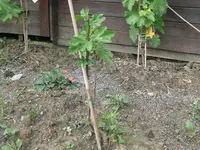 k-P1100955.webp