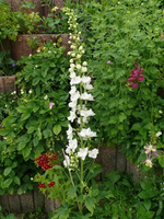 k-P1100974.webp