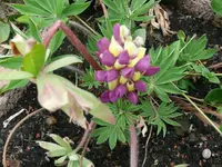 k-P1100972.webp