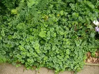 k-P1100978.webp
