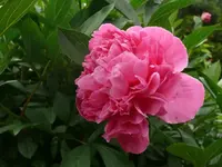 k-P1100980.webp