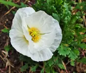 DSCF6090 (3).webp