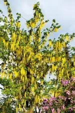 DSCF6095 (2).webp