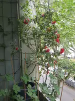 20160601_104241.webp