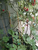20160601_104254.webp