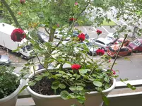 20160601_104309.webp