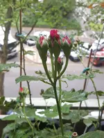 20160601_104412.webp
