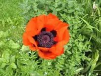 BILD5053.webp