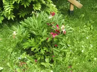 BILD5057.webp