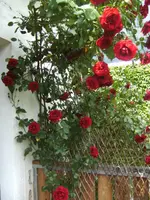 BILD5072.webp