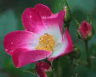 Rose 160601.webp