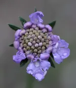 Scabiose 160601.webp