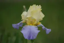 Betty Simon.webp