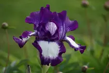DSC05727.webp
