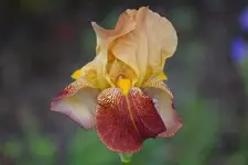 DSC05731.webp