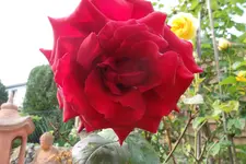 SAM_1443.webp