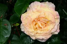 rsn2016 (5).webp