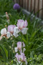 IMG_0285-2.webp