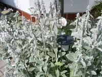 Hasenohr mit Lampe.webp
