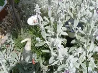 Hasenohr mit Paradisvogel.webp