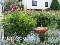 Nach-Pfingstrosen.webp