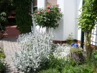 Vorgarten am Erker.webp