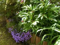 Polsterglockenblumen.webp